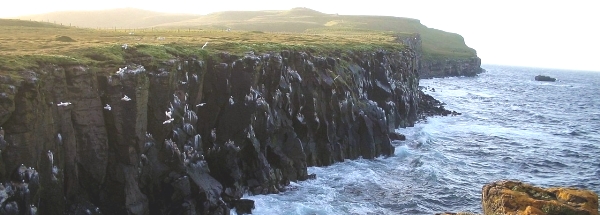  Attrazioni isola Grímsey Turismo 