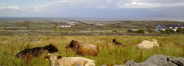  Overnatting Severdighetene øy Inishmaan turisme 